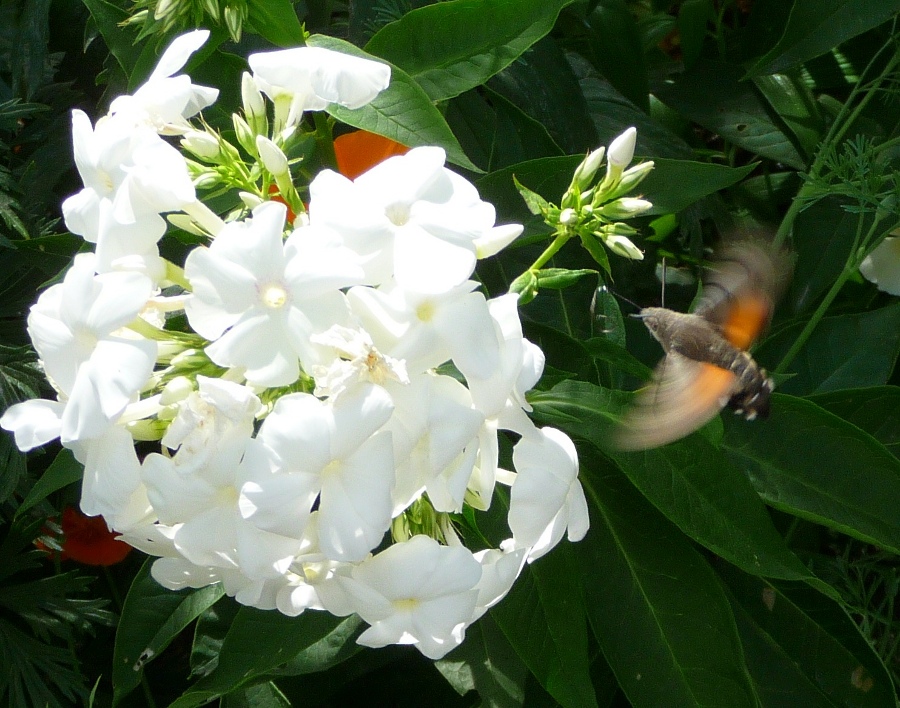 Papillon Colibris